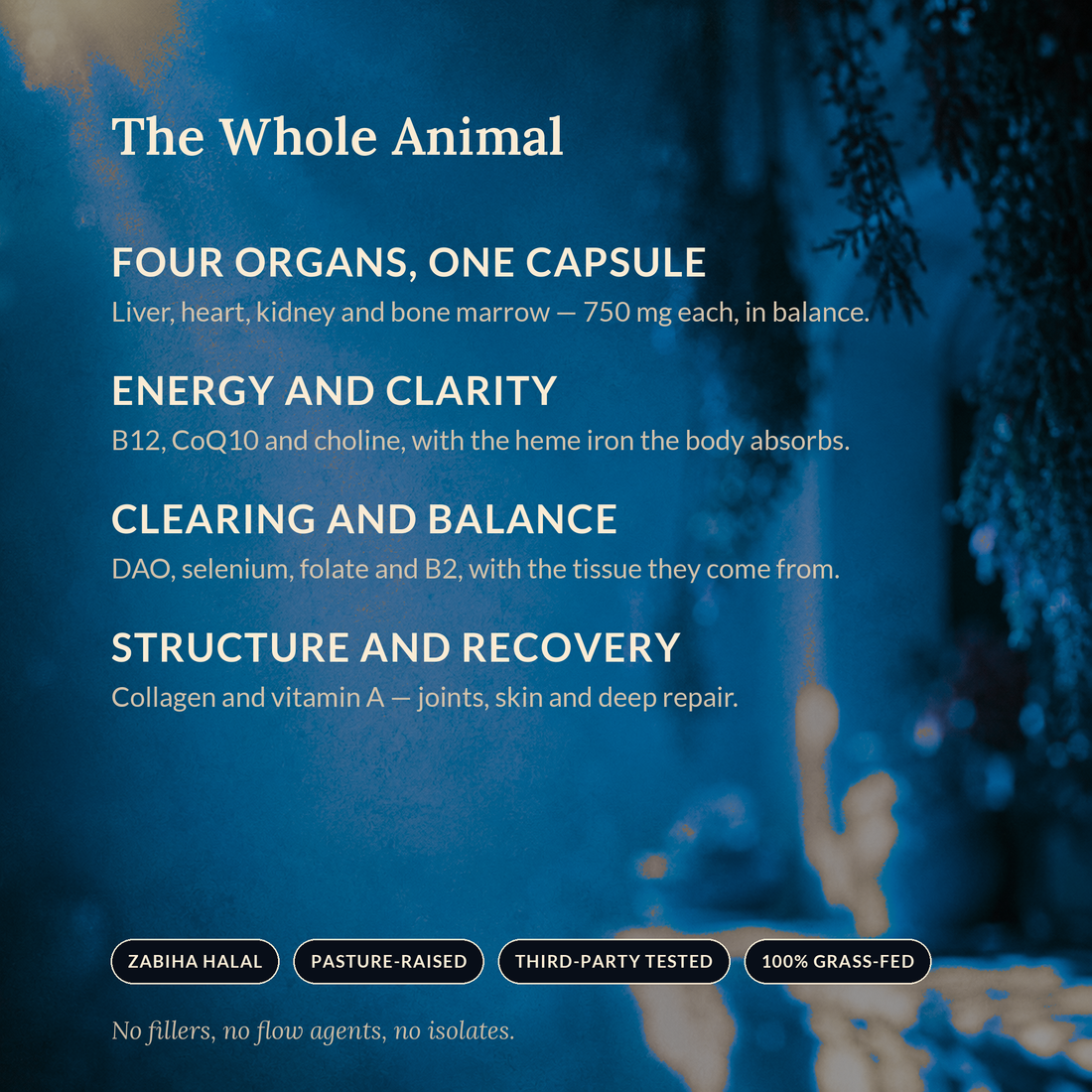 The Whole Animal — SHIFA Complete benefits panel: four organs, one capsule