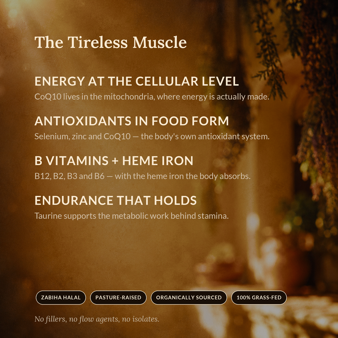 The Tireless Muscle — SHIFA Heart benefits panel: CoQ10, B vitamins and heme iron
